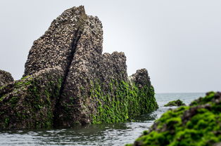 海枯石爛的典故