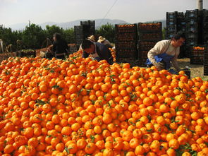 有關(guān)橘子的典故