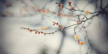 力不從心的典故人物,力不從心的典故主角是誰?,力不從心的典故