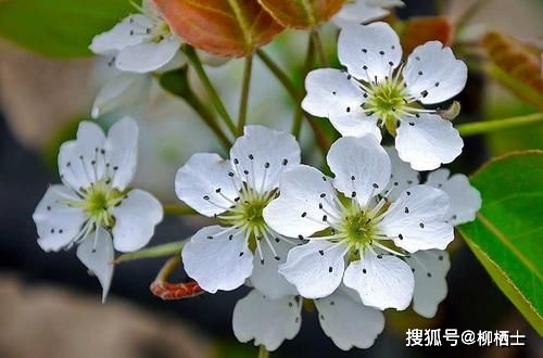 江城子密州出獵中運(yùn)用典故,江城子密州出獵中運(yùn)用典故表達(dá)作者渴望得到重用的心情,江城子密州出獵中運(yùn)用典故的句子