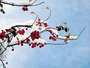 一樹梨花壓海棠典故,梨花壓海棠的典故,一梨花壓海棠典故