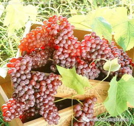 葡萄采摘營銷策劃方案