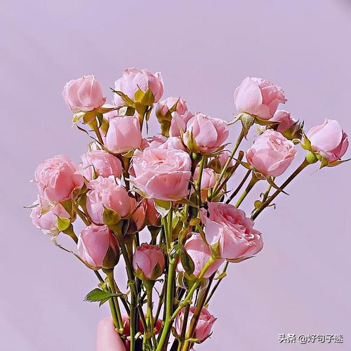 熱愛生活正能量的句子長(zhǎng)句