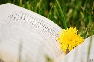 句子,開開心心,能量