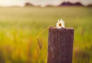 開開心心做自己的句子,開開心心過年的句子,開開心心的句子有哪些