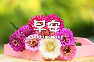 早安,短語(yǔ),句子,能量