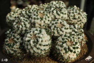 銷(xiāo)售激勵(lì)團(tuán)隊(duì)正能量的句子