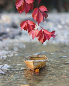 茶語(yǔ)句正能量的句子