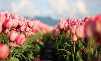 生活善待的正能量句子,鼓勵他人的正能量句子,不羨慕他人的正能量句子