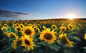 草原唯美句子簡短正能量