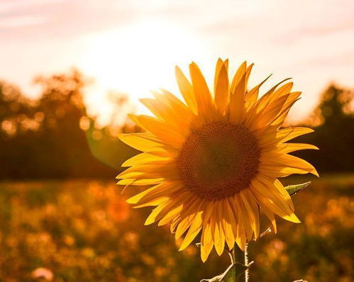 早晨發(fā)朋友圈的句子正能量男生