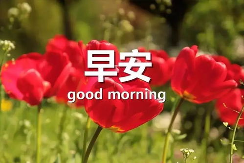 工作正能量早安的句子說(shuō)說(shuō)心情短語(yǔ)