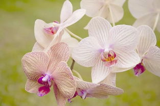 感恩貴人正能量的句子