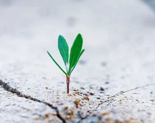 正能量的句子說說心情短語,一個(gè)人正能量的句子說說心情短語,感謝正能量的句子說說心情短語