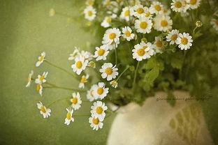 朋友圈勵志正能量心情說說句子大全唯美大全