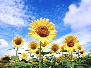 向日葵的正能量的句子,向日葵正能量的句子哲學,向日葵正能量的簡短句子