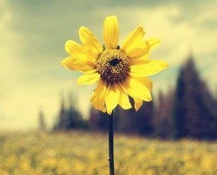 經(jīng)典正能量句子英語怎么說