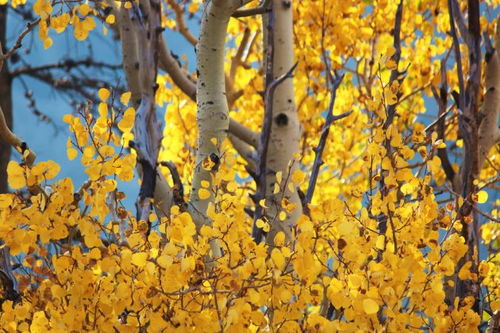 關于秋天的正能量的句子