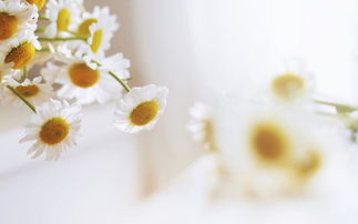 茶葉正能量句子