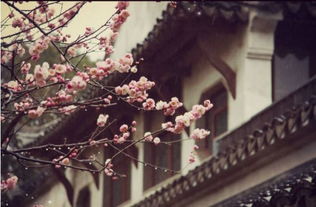 句子,能量,快樂,微信正