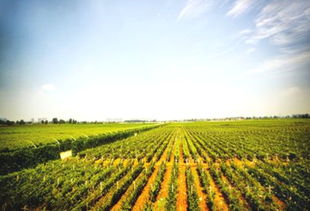 農(nóng)業(yè)種植合作社購農(nóng)藥肥料會(huì)計(jì)科目