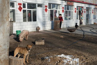 豬狗,會(huì)計(jì)科目