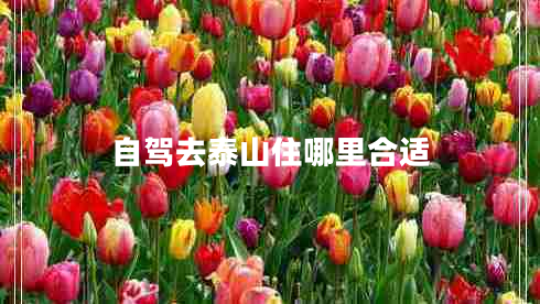 自駕去泰山住哪里合適