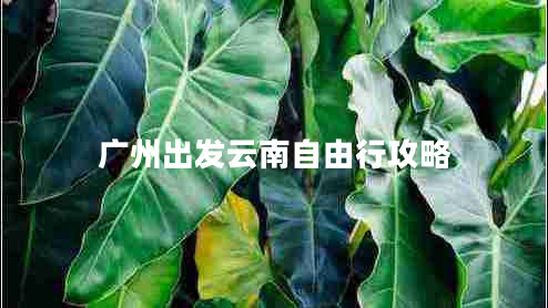 廣州出發(fā)云南自由行攻略