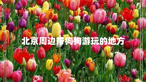 北京周邊帶狗狗游玩的地方