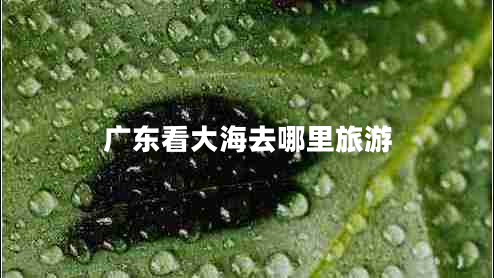 廣東看大海去哪里旅游