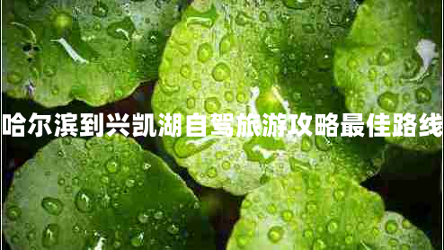 哈爾濱到興凱湖自駕旅游攻略最佳路線