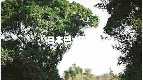 日本巴士車型 日本巴士車型