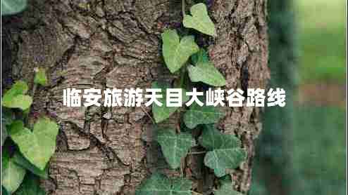 臨安旅游天目大峽谷路線