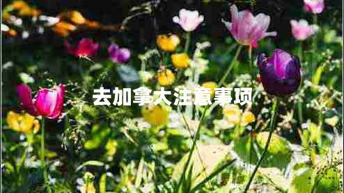 去加拿大注意事項