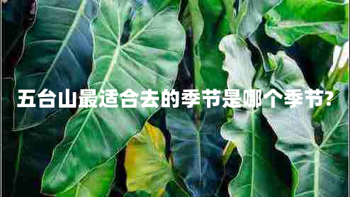 五臺(tái)山最適合去的季節(jié)是哪個(gè)季節(jié)?