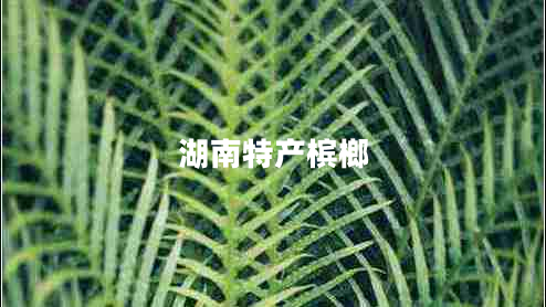 湖南特產(chǎn)檳榔 湖南特產(chǎn)檳榔