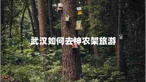 武漢如何去神農(nóng)架旅游