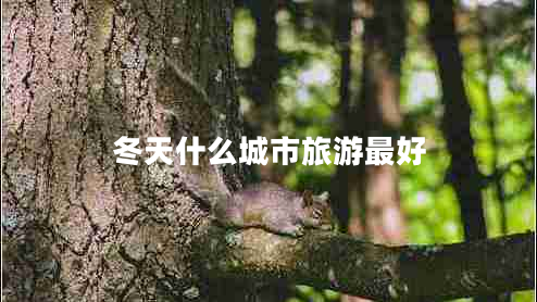 冬天什么城市旅游最好 冬天什么城市旅游最好