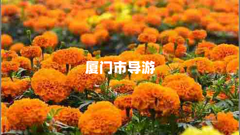 廈門市導(dǎo)游
