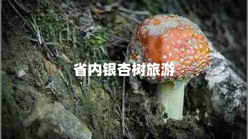 省內(nèi)銀杏樹旅游 省內(nèi)銀杏樹旅游