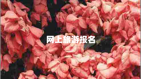 網(wǎng)上旅游報(bào)名
