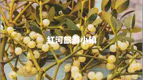 紅河旅游小鎮(zhèn)