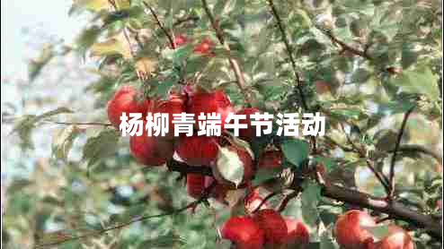 楊柳青端午節(jié)活動(dòng)