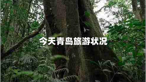 今天青島旅游狀況 今天青島旅游狀況