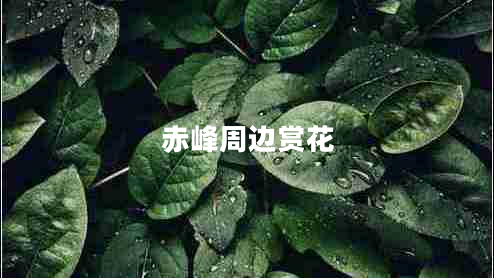 赤峰周邊賞花 赤峰周邊賞花