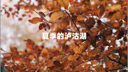 夏季的瀘沽湖 夏季的瀘沽湖