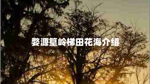 婺源篁嶺梯田花海介紹