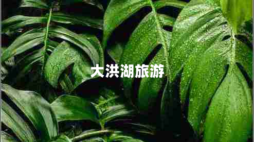 大洪湖旅游 大洪湖旅游