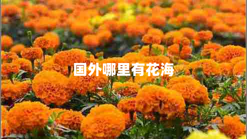 國(guó)外哪里有花海
