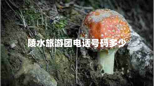 陵水旅游團電話號碼多少